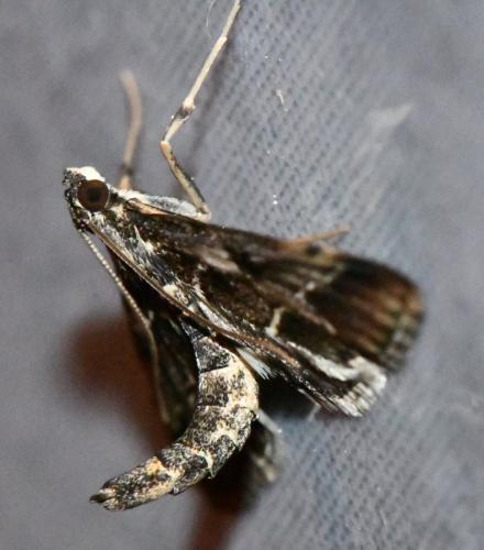 Réf. 336 385 : Duponchelia fovealis
